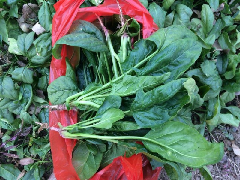 大叶菠菜25~30厘米