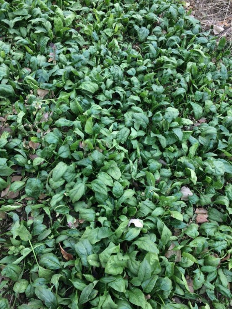 大叶菠菜25~30厘米