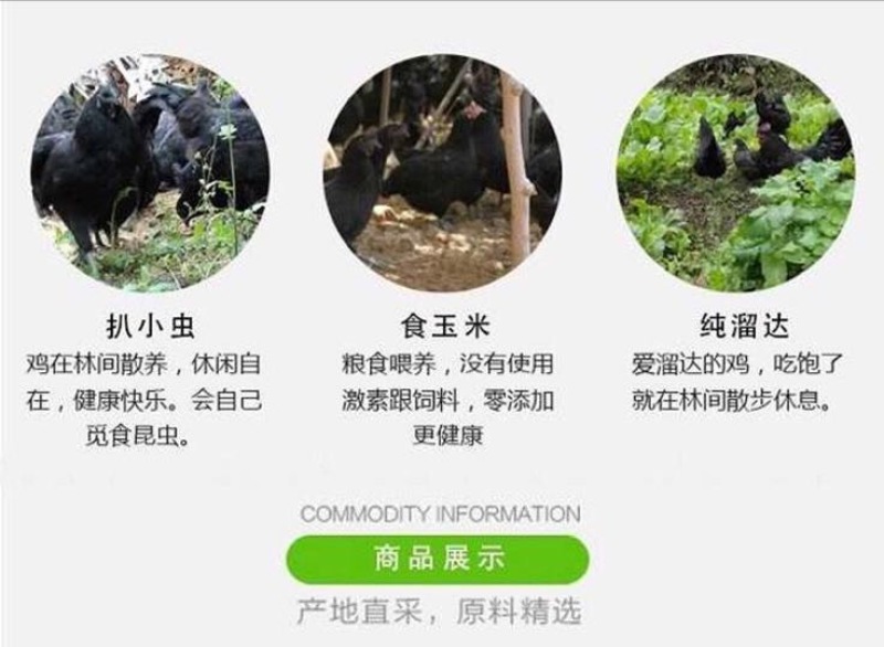 绿壳鸡蛋40~50g食用