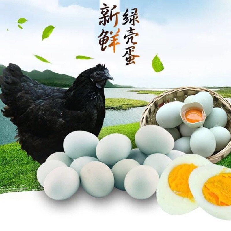 绿壳鸡蛋40~50g食用