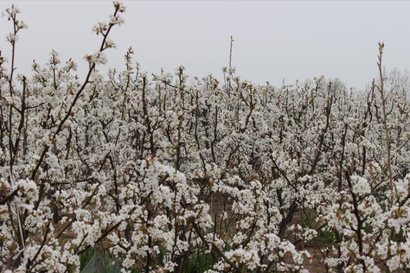 晚秋黄梨膜袋250g-500g