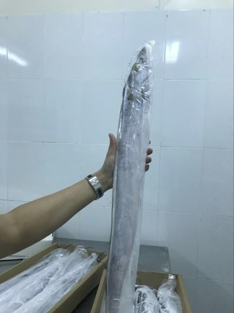 刀鱼食用冰鲜鱼