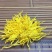 菊花茶特级