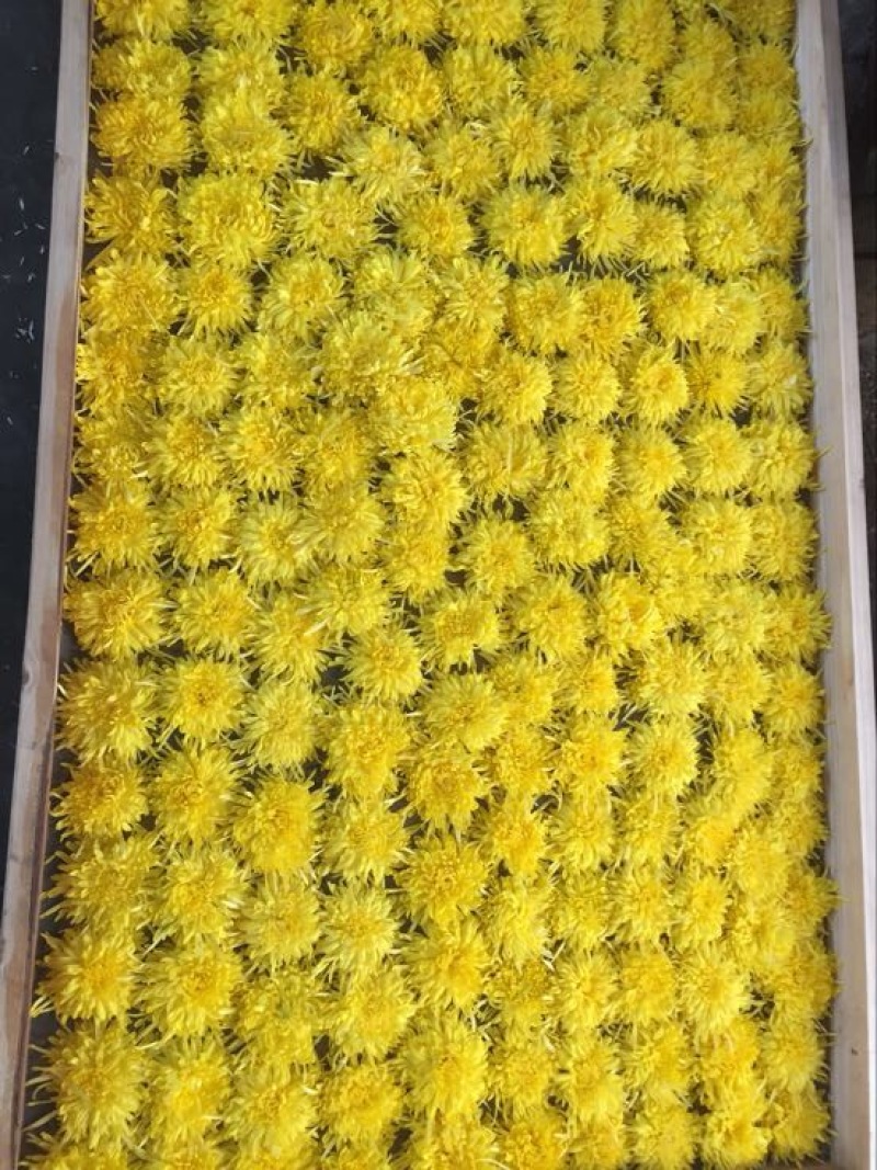 菊花茶特级