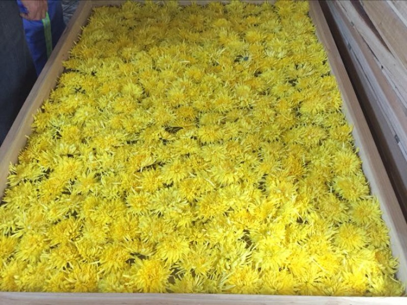 菊花茶特级