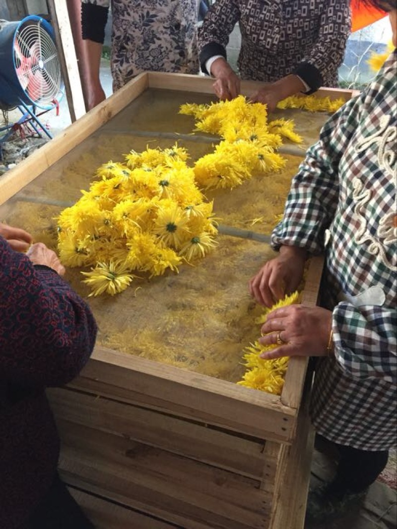 菊花茶特级