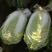黄心白菜4~8斤净菜