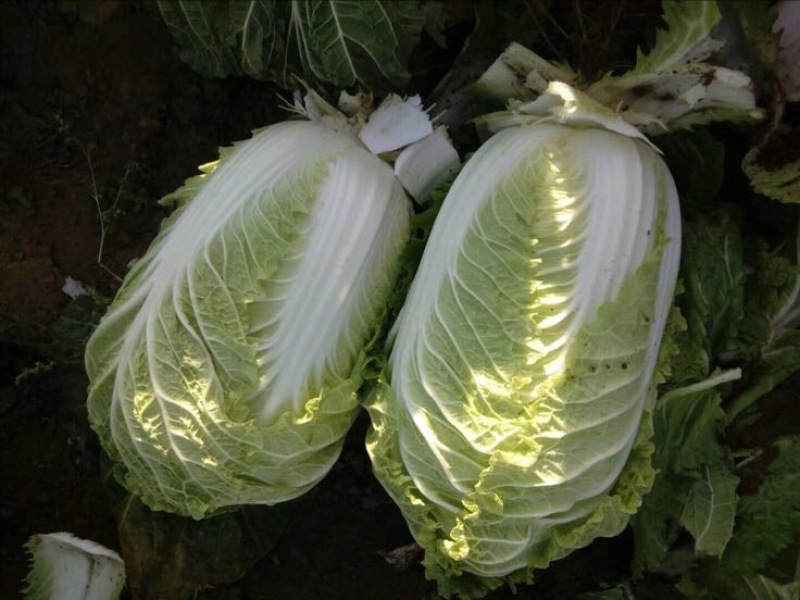黄心白菜4~8斤净菜