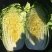 黄心白菜4~8斤净菜