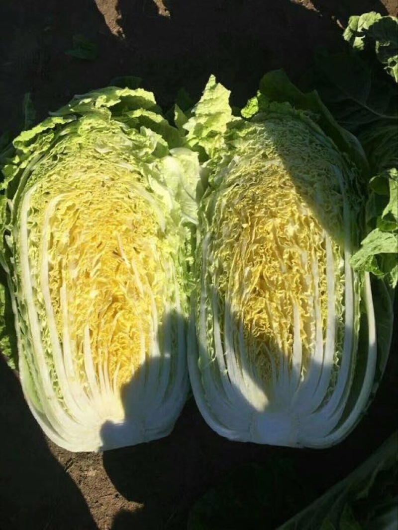 黄心白菜4~8斤净菜