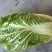 黄心白菜4~8斤净菜