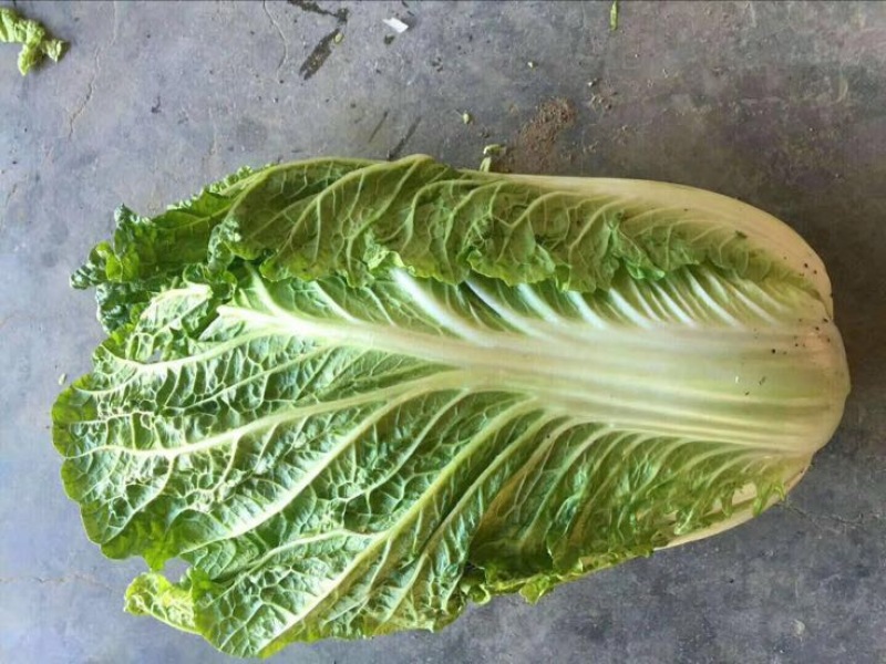 黄心白菜4~8斤净菜