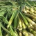 精品单季茭白带壳产地直销