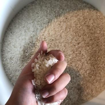大禾米新米一级