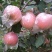 红富士苹果80mm以上膜袋，量大优惠长期合作