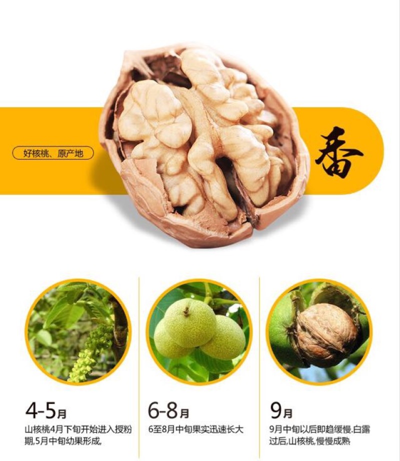 香玲核桃去皮30mm以上干
