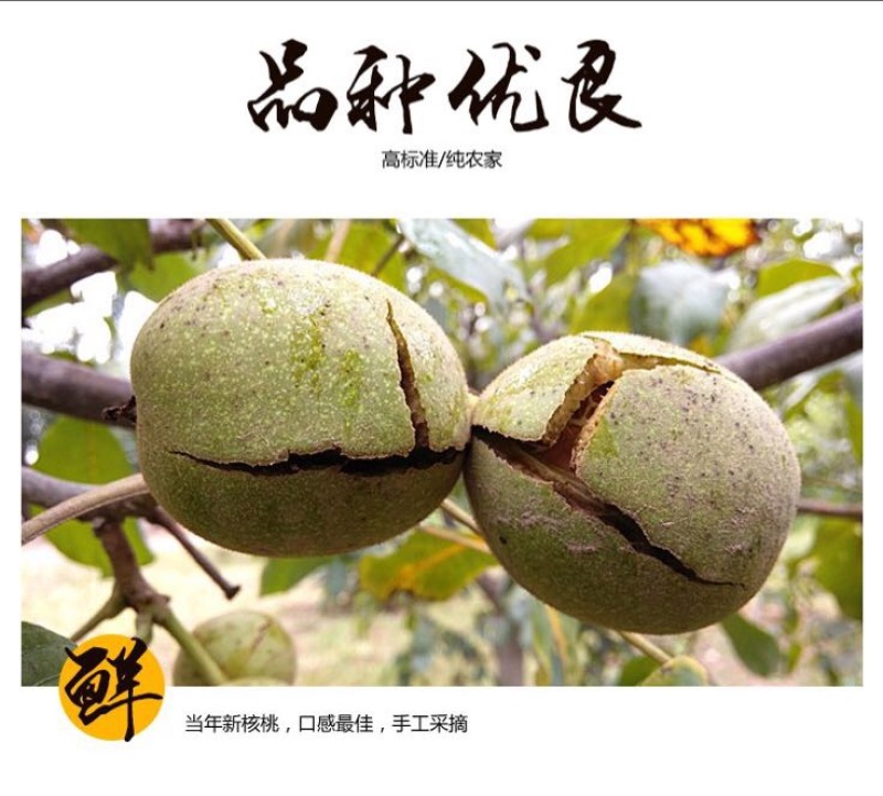 香玲核桃去皮30mm以上干