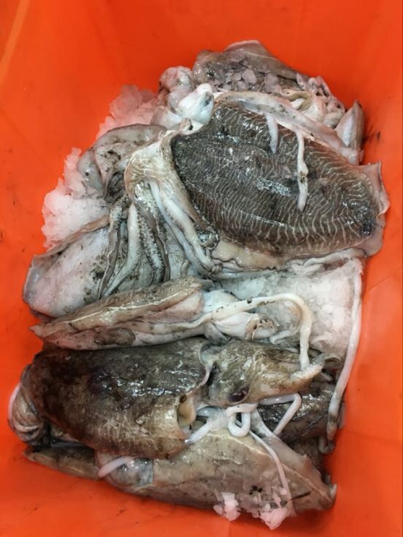 乌贼