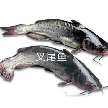 鮰鱼苗斑点叉尾鮰钳鱼