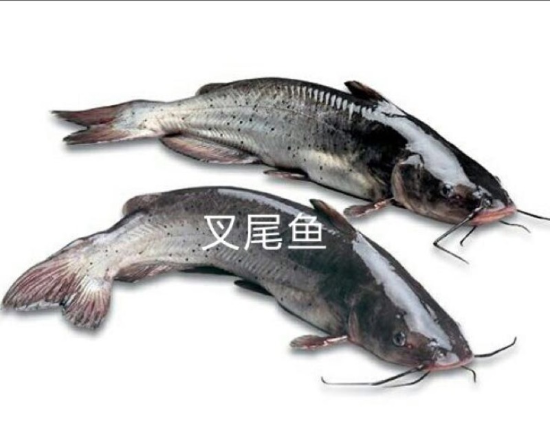 鮰鱼苗斑点叉尾鮰钳鱼