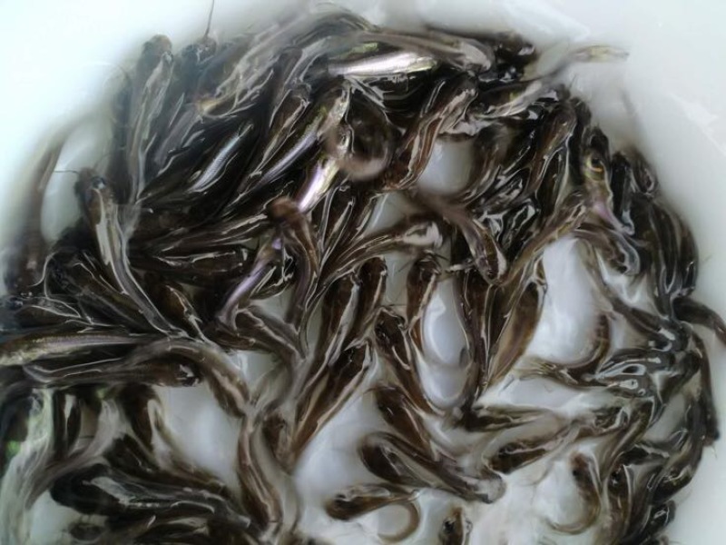 鮰鱼苗斑点叉尾鮰钳鱼