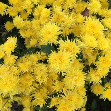 金丝皇菊茶特级