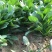 菠菜30~35厘米