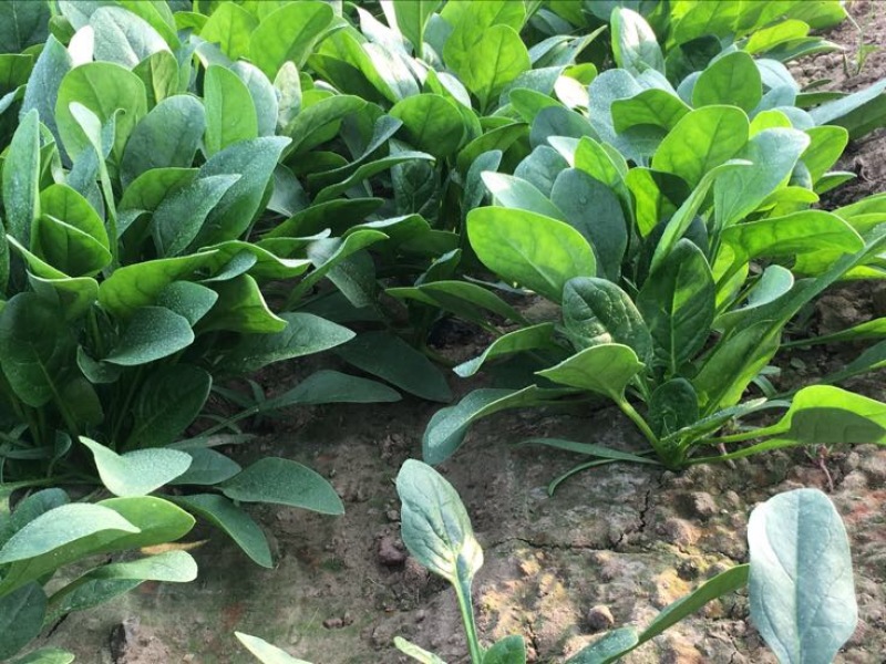 菠菜30~35厘米