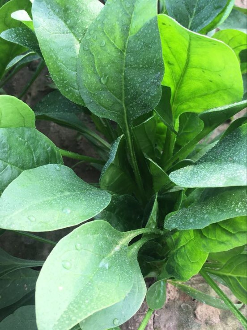 菠菜30~35厘米