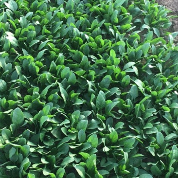 菠菜30~35厘米