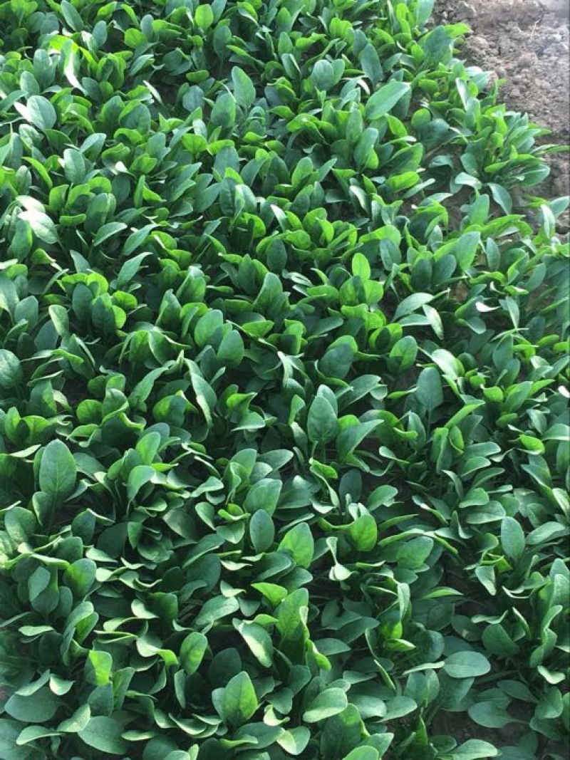 菠菜30~35厘米