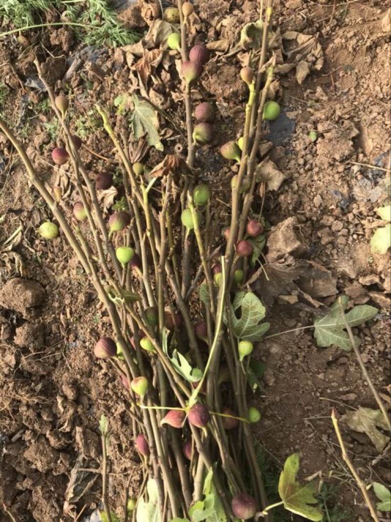 无花果树50~80cm