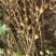 无花果树50~80cm