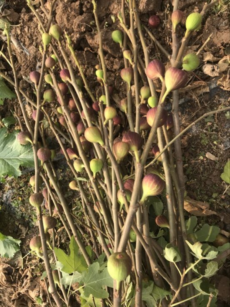无花果树50~80cm