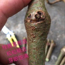 葛根种苗，粉葛种苗，粉葛，广西粉葛，藤县粉葛，桂葛