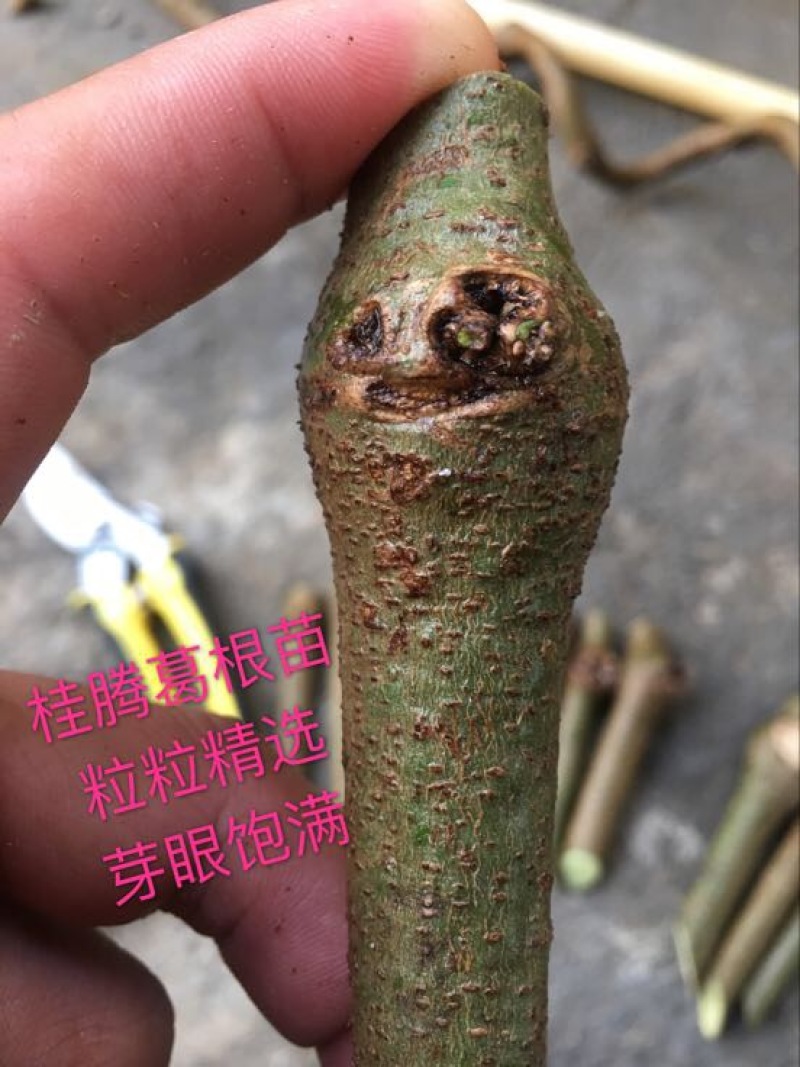 葛根种苗，粉葛种苗，粉葛，广西粉葛，藤县粉葛，桂葛