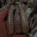琵琶虾冻虾