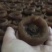 柿饼1~2两