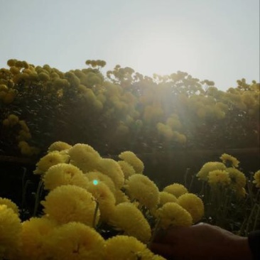 菊花茶特级