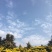 菊花茶特级
