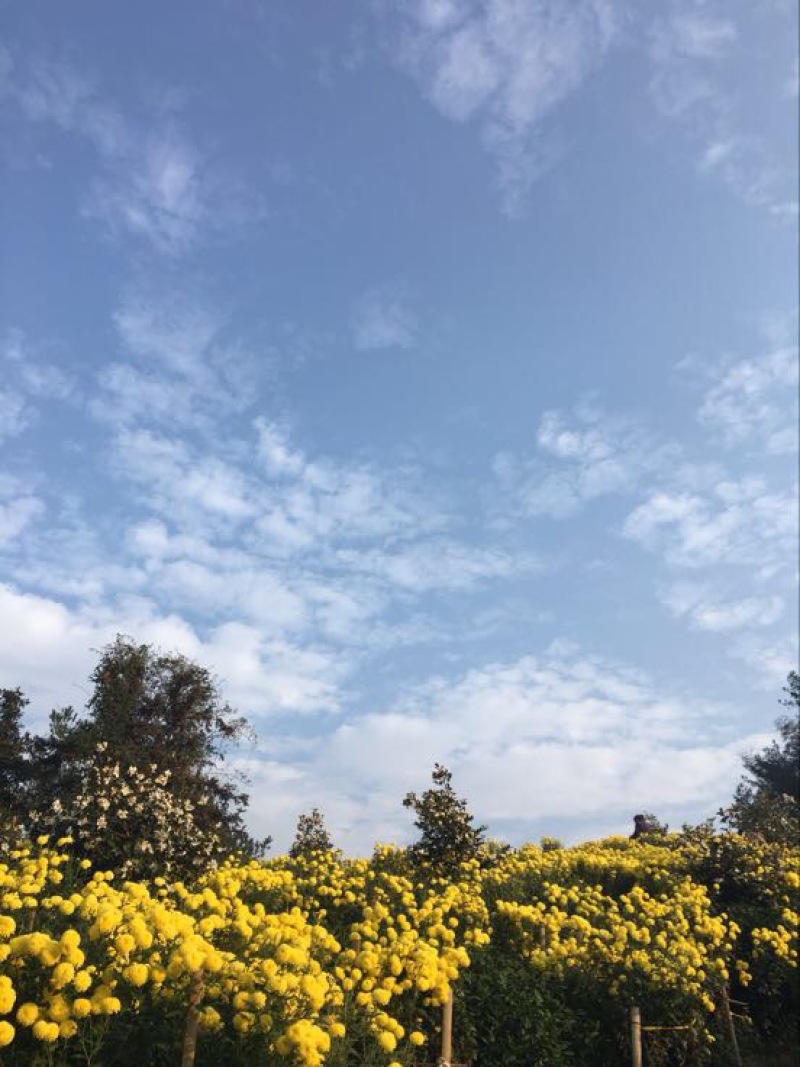 菊花茶特级