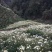 菊花茶特级