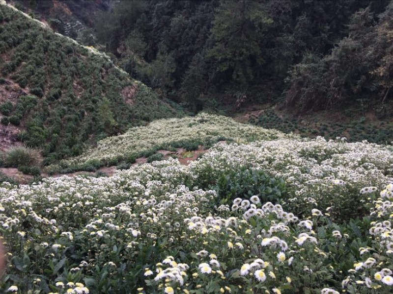 菊花茶特级