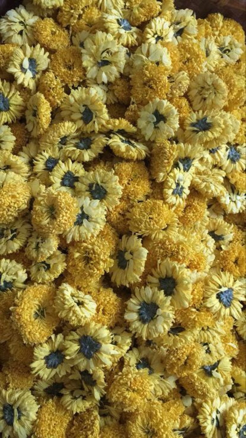 菊花茶特级