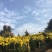 菊花茶特级