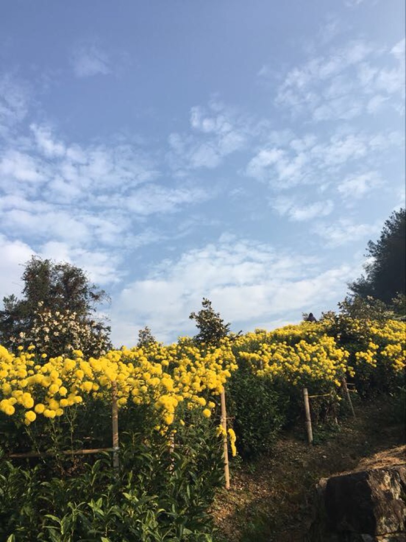 菊花茶特级