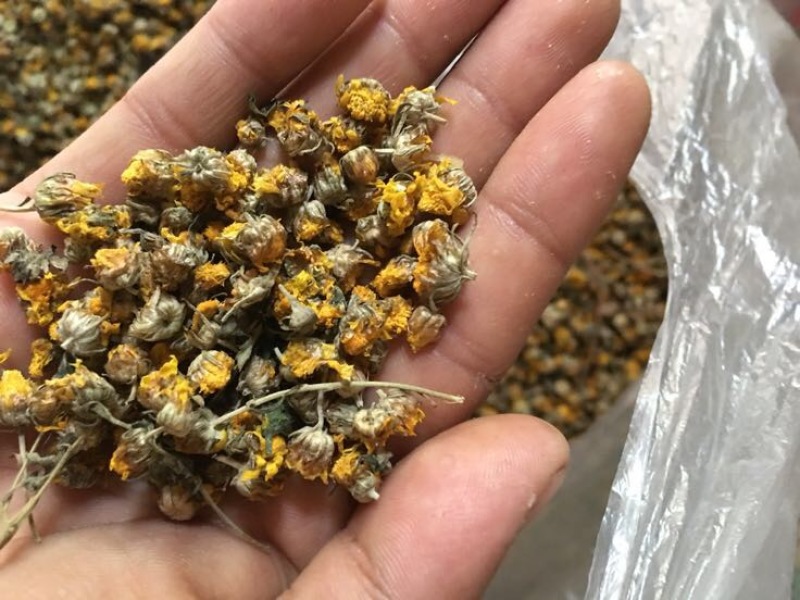 干菊花