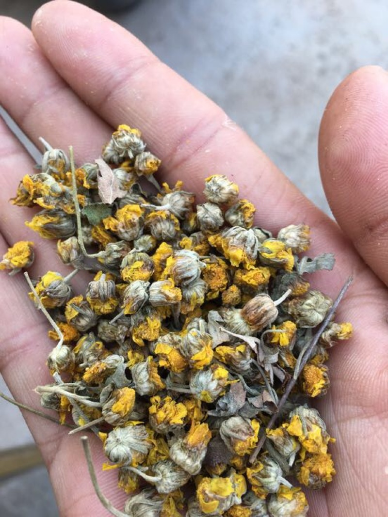 干菊花