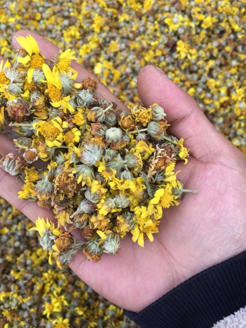 干菊花