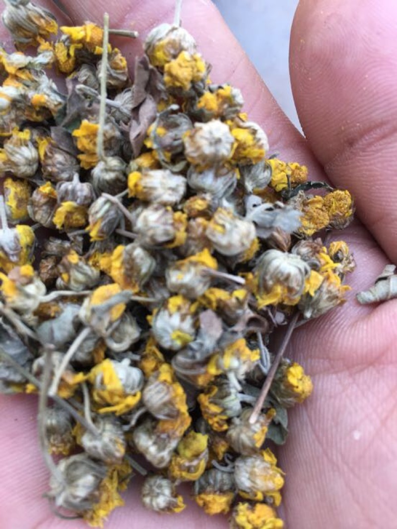 干菊花